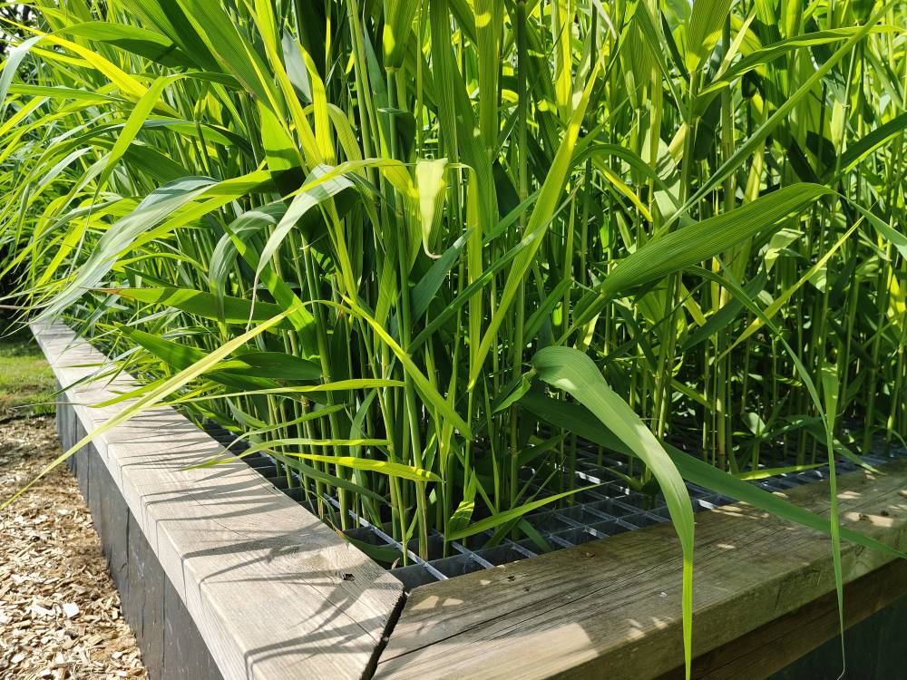 Gros plan sur un massif filtrant planté de roseaux pour l'épuration naturelle de l'eau