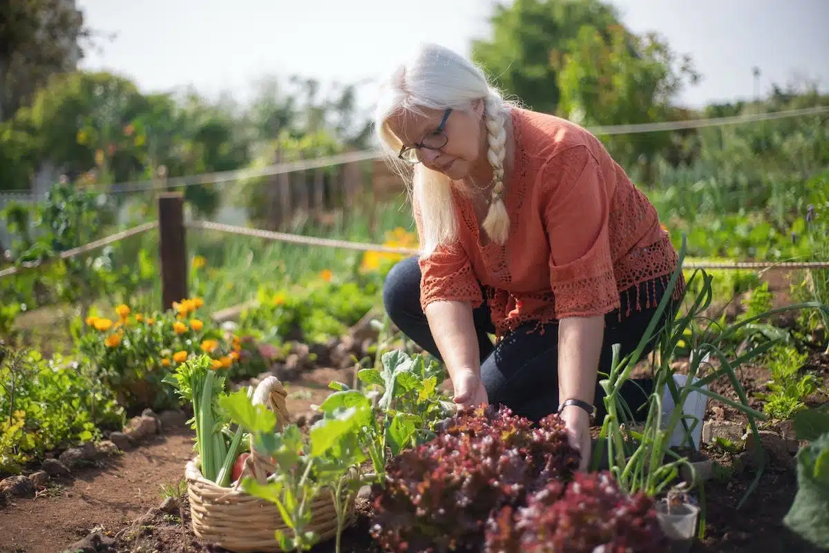 plantes  jardinage