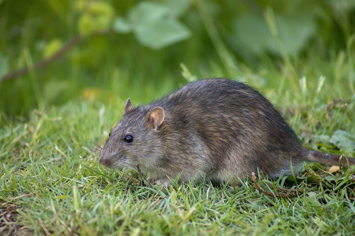 rats  maison