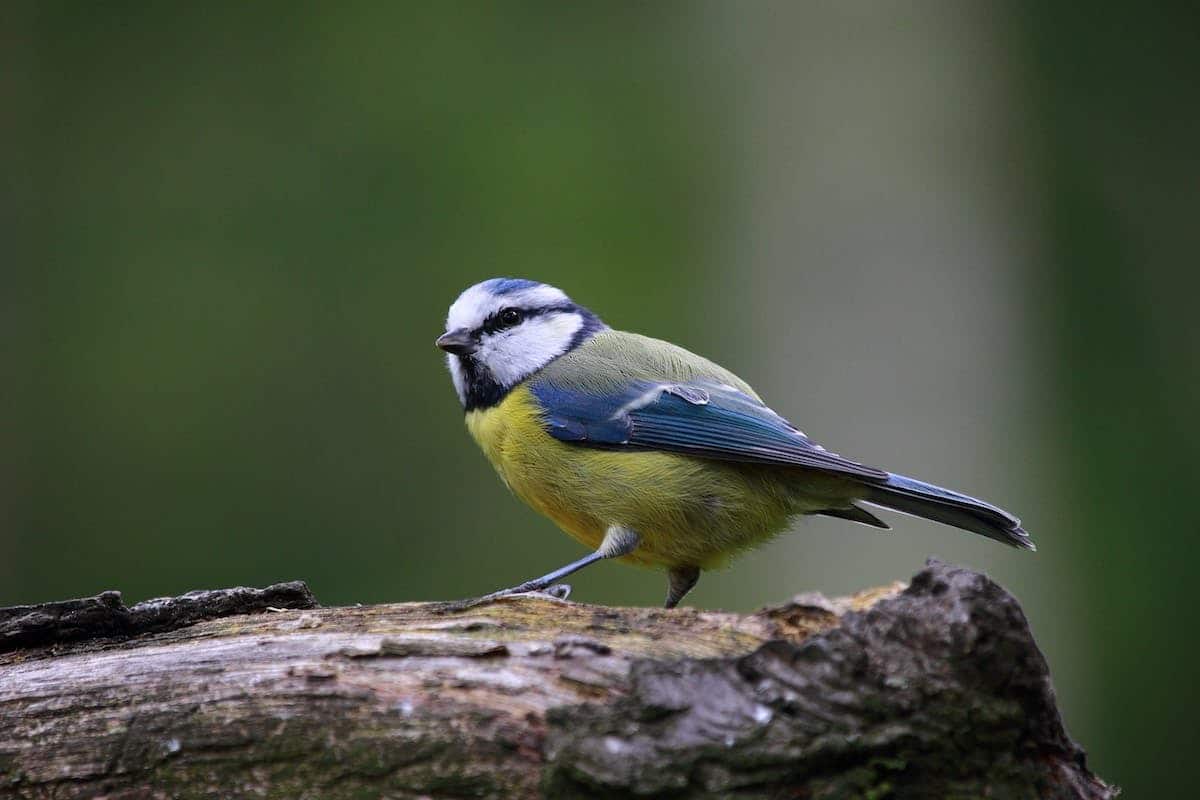 mésange bleue