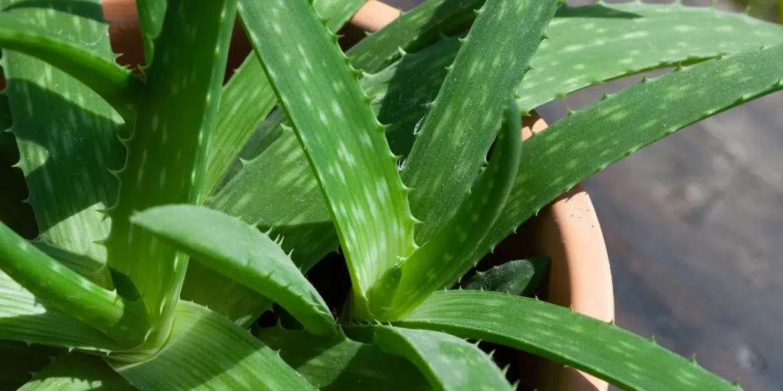 Aloe Vera