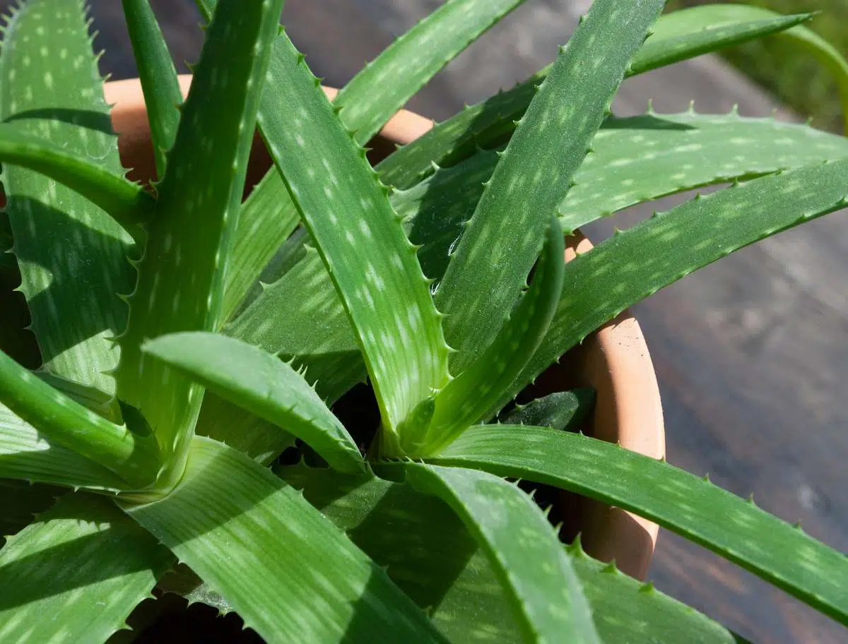 Aloe Vera