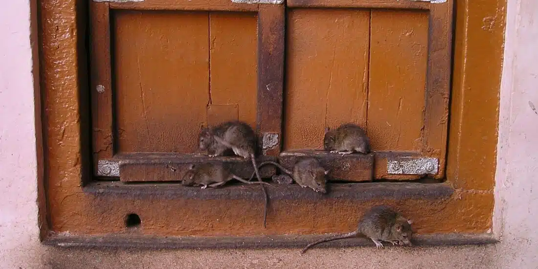 Présence de rats chez vous : à quel moment s'inquiéter ?