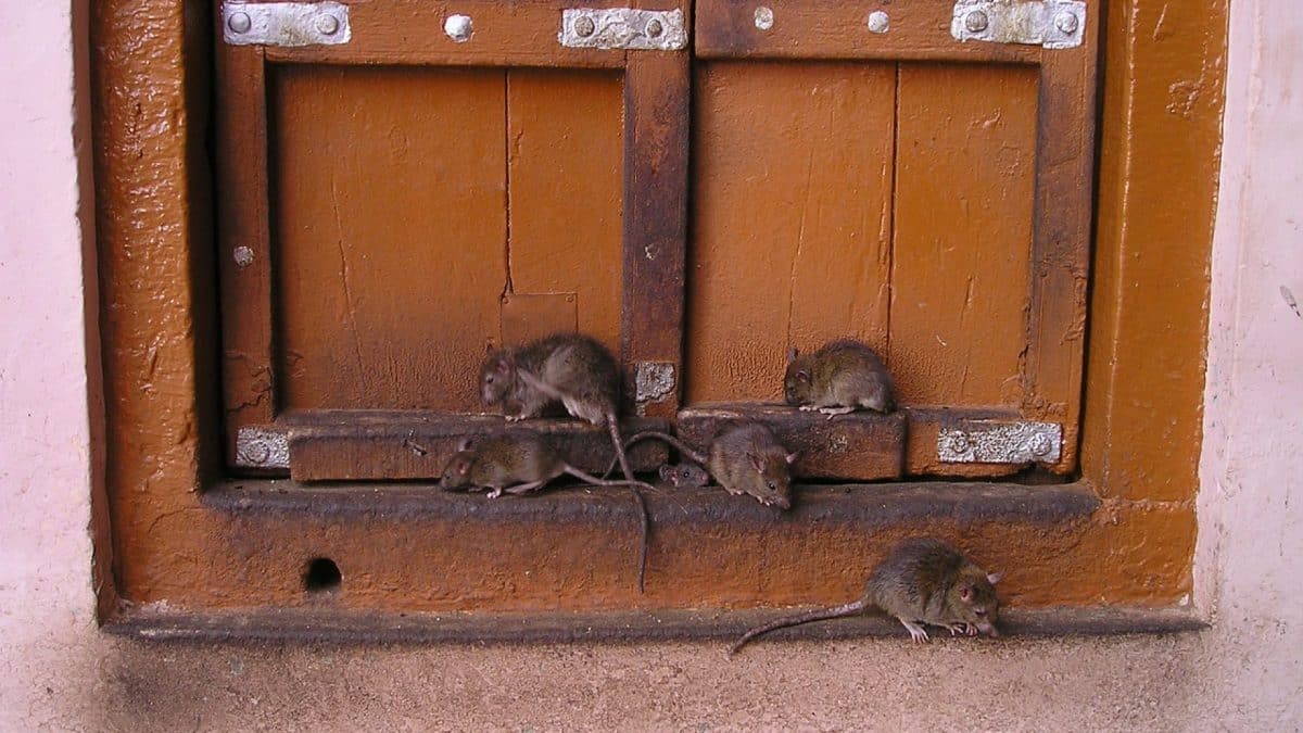 Présence de rats chez vous : à quel moment s'inquiéter ?